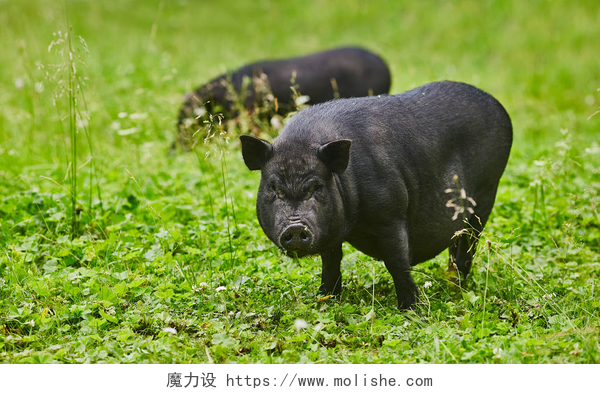绿色农场的草地上可爱的土猪可爱肥肚猪在私有农场的自由草甸